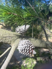 Pinus pinaster