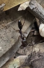 Odontomachus brunneus