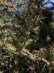 Larix occidentalis