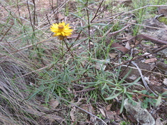 Xerochrysum viscosum
