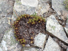 Saxifraga bronchialis