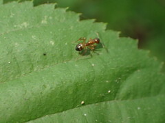 Camponotus subbarbatus