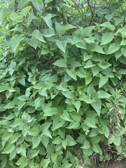 Betula cordifolia