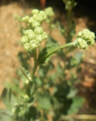 Chenopodium opulifolium