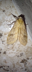 Lophocampa