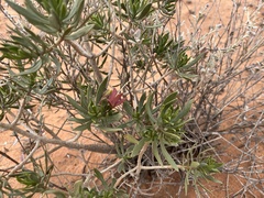 Eremophila miniata