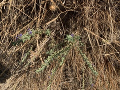 Trichostema lanceolatum