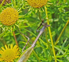 Pseudovates chlorophaea