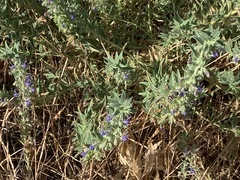 Trichostema lanceolatum