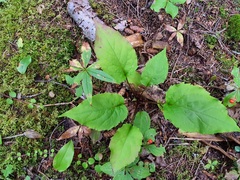 Solidago macrophylla