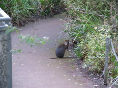 Setonix brachyurus
