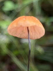 Marasmius siccus