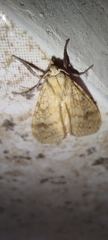 Lophocampa