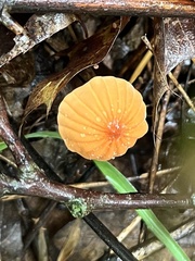 Marasmius siccus