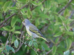 Serinus canicollis
