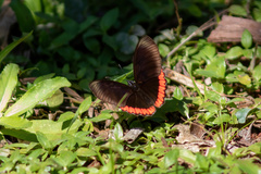 Biblis hyperia