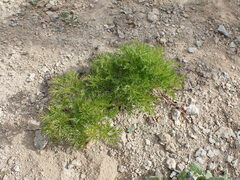 Pulsatilla occidentalis