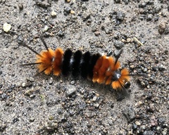 Turuptiana obliqua