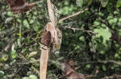 Cyrtophora citricola