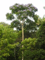 Jacaranda copaia