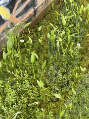 Sagittaria platyphylla