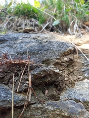 Leiobunum limbatum
