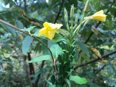 Oenothera