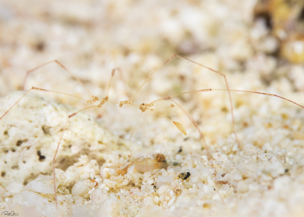 Hedgpethiinae