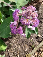 Callicarpa formosana