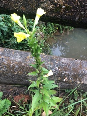 Oenothera