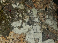 Catocala sponsa