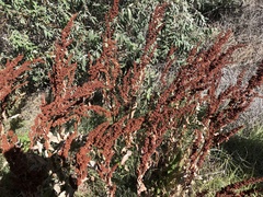 Rumex crispus