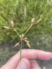 Fimbristylis dichotoma