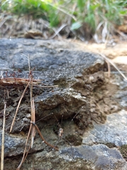 Leiobunum limbatum
