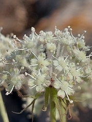 Thapsia scabra