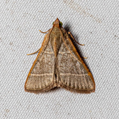 Hypsopygia