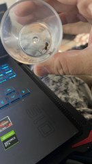 Trachelas tranquillus