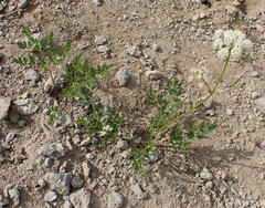 Ligusticum grayi