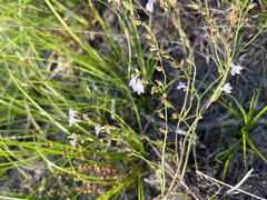 Lobelia nuttallii