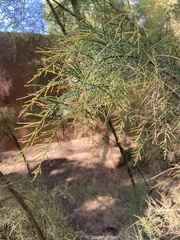 Tamarix ramosissima