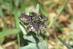 Ferraria crispa