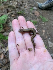 Desmognathus ochrophaeus