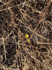 Deinandra paniculata