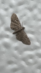 Eupithecia absinthiata