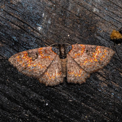 Hydrelia bicolorata