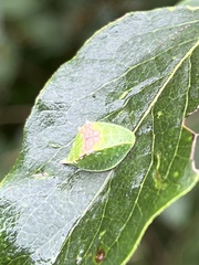Prolimacodes badia