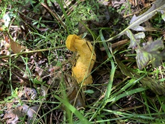 Hypomyces