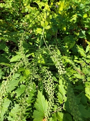 Actaea racemosa