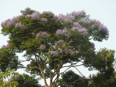 Jacaranda copaia