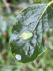 Prolimacodes badia